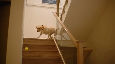 Pet dog trying to stop ball rolling down on staircase Stock Footage 108545796