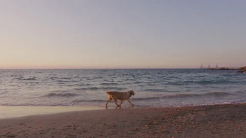 Pet dog is walking on the beach at sunset Stock Footage 225532082