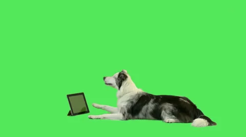 Pet dog watching digital tablet Stock Footage