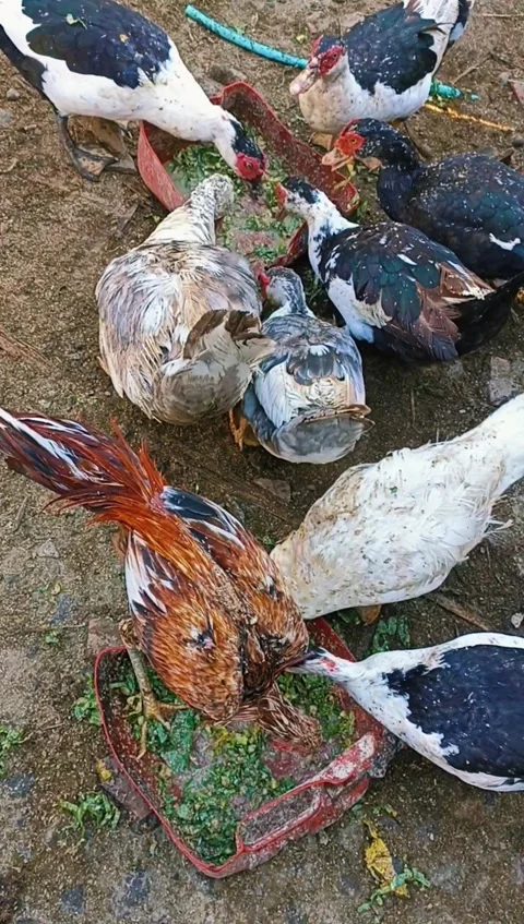 The pet duck is eating, A flock of ducks are eating food Stock Footage 281038785