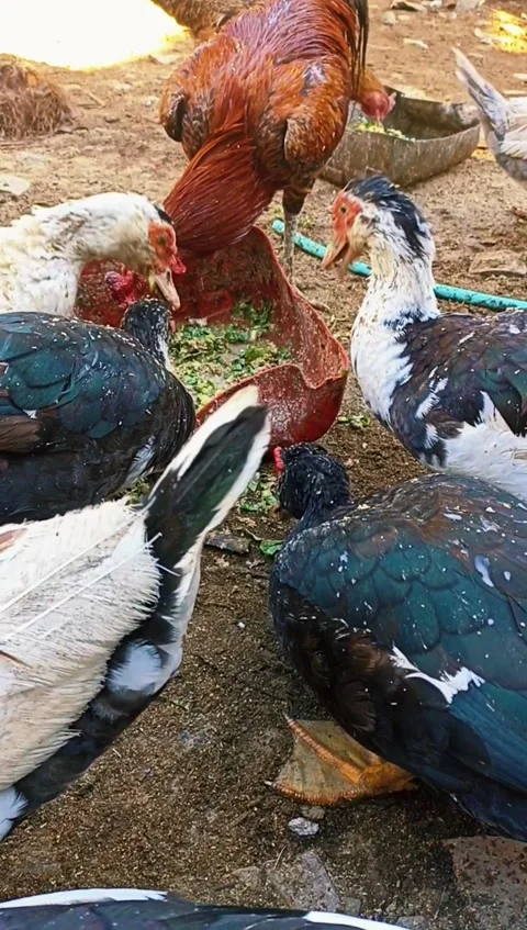 The pet duck is eating, A flock of ducks are eating food Stock Footage 281038787