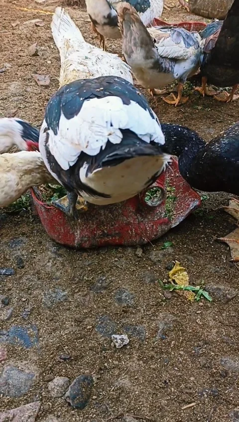 The pet duck is eating, A flock of ducks are eating food Stock Footage 281038791
