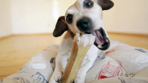 Pet eating bone snack Vídeo Stock 119340528