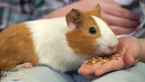 Pet eats in hands of man. Girl feeding pet Guinea pig closeup in contact zoo Stock Footage 83468298