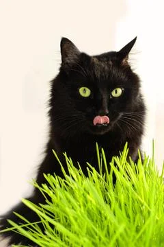 Pet eats sprouted cereals Stock Photos