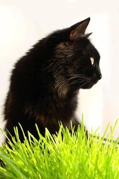 Pet eats sprouted cereals Foto stock