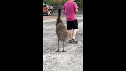 Pet emu's "crazy" behaviour in Three Rivers, Texas, USA Stock Footage 259878138
