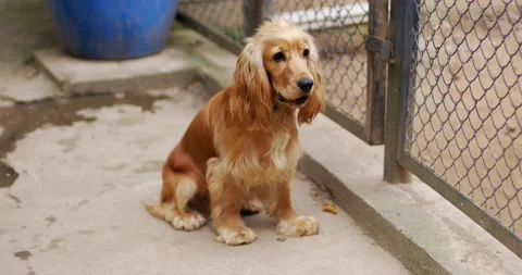 A pet. An English Cocker Spaniel stands near the fence and barks. Stock Footage 166603561