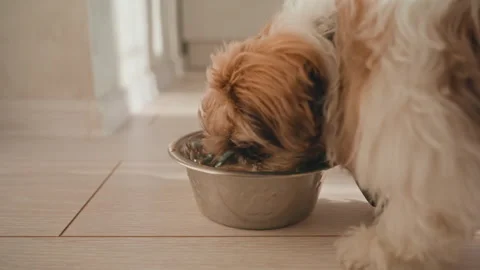 Pet Feeding Scene, Indoor Setting With Dog Being Fed By Owner At Close Range Stock Footage 324525941