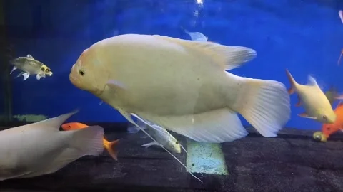 Pet fish in aquarium Stock Footage 288826891