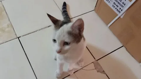 Pet on the floor cute cat Stock Footage 150258790