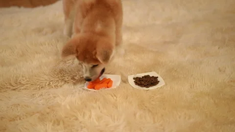 Pet Food Choices The Differences Between Wet and Dry Food on a Fur Rug Stock Footage 291298990