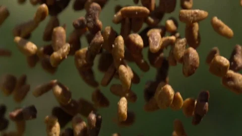 Pet food falling with slow motion Stock Footage 77007447