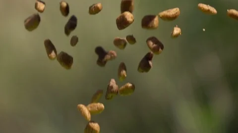 Pet foods falling slow motion Stock Footage 74763183