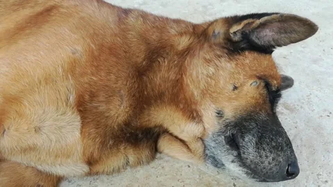 Pet Stock Footage 144959172