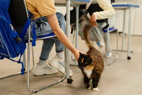 Pet Friendly School Stockfoto's