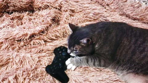 Pet funny cat plays game console paw team game. Stock Footage 211807752