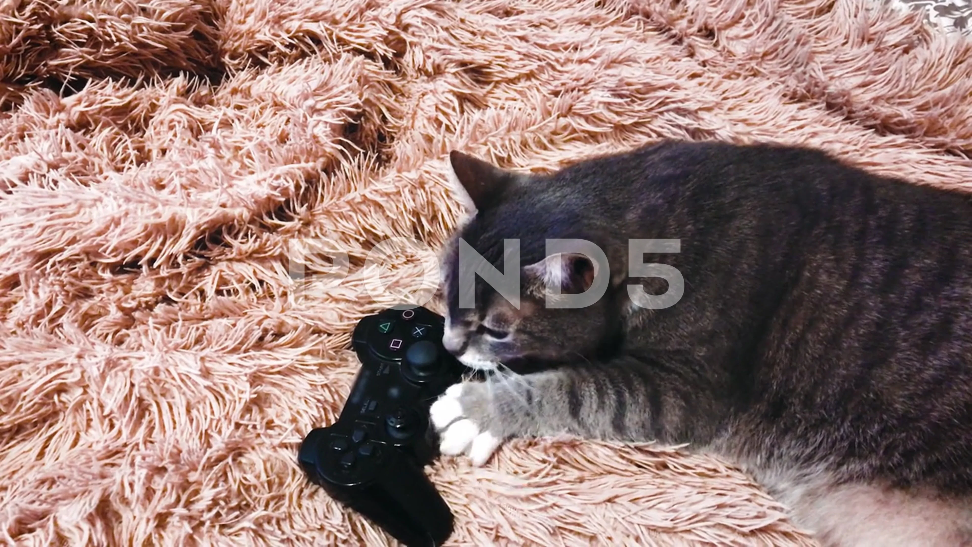 pet funny cat plays game console paw team game.