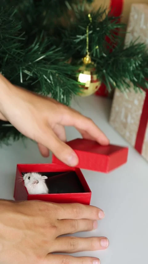 A pet as a gift for Christmas. Boxes under the Christmas tree. Stock Footage 244345376