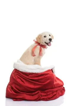Pet gift for christmas holiday Stock Photos