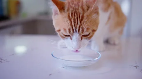 A pet ginger cat drinks milk from a saucer, close up Stock Footage 297061464