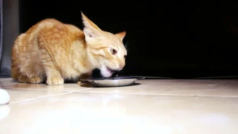 Pet Ginger cat is enjoying its food. 4K. Stock Footage 204320067