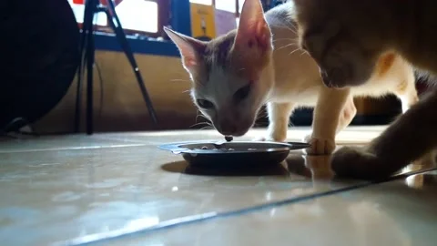 Pet Ginger cat is enjoying its food. 4K. Stock Footage 204329167