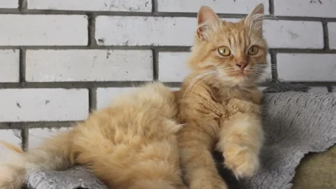 Pet, ginger cat lies on the background of a brick wall Stock Footage 146234262