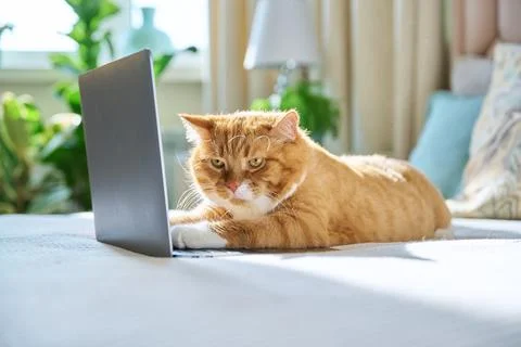 Pet ginger cat lying at home on bed with laptop Stock Photos