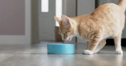Pet Ginger Cat Running Into Room And Eating Food From Bowl In Slow Motion Stock Footage 150878971