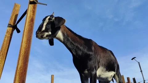Pet a goat Stock Footage 237409704