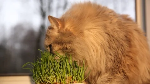 Pet grass, Cat grass. Cat is eating a cat grass Stock Footage 128989972