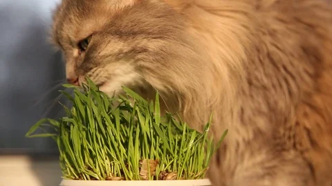 Pet grass, Cat grass. Cat is eating a cat grass Stock Footage 128989980