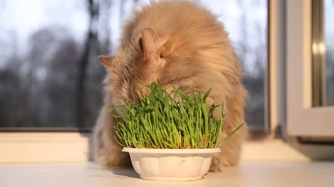 Pet grass, Cat grass. Cat is eating a cat grass Stock Footage 128990003