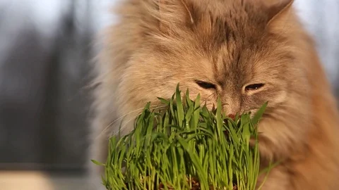 Pet grass, Cat grass. Cat is eating a cat grass Stock Footage 128990015