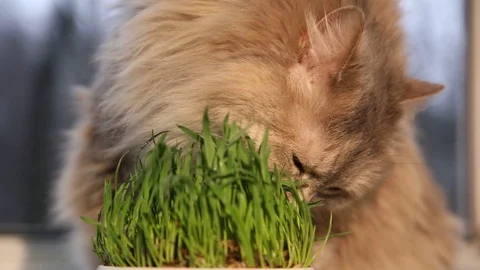 Pet grass, Cat grass. Cat is eating a cat grass Stock Footage 128990021