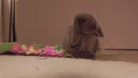 Pet Gray Rabbit Eating Hay At Home And Running Off Video stock 328650994