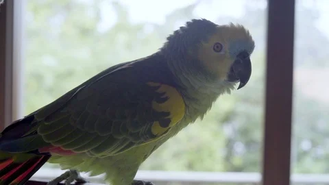 Pet green parrot walking inside the house. Video stock 118960249