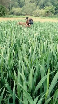 Pet in the Green Stock Photos