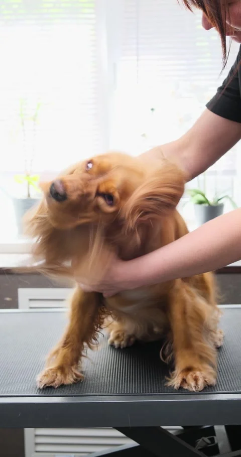 Pet groomer brushing a cocker spaniel dog on a grooming table in a pet salon Stock Footage 316753776