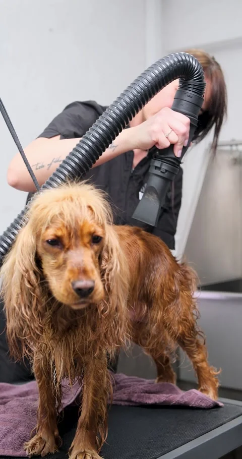 Pet groomer using high-velocity dryer on a wet golden cocker spaniel standing on Stock Footage 316752518