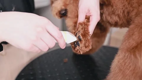 Pet grooming is a delicate process requiring trust and precision. Groomer Stock Footage 306669595