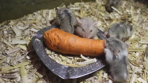 Pet hamsters Stock Footage 272279599