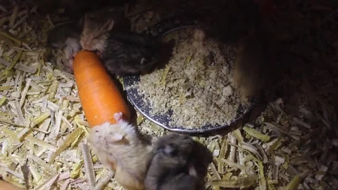 Pet hamsters Stock Footage 272279781