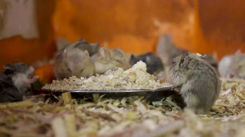 Pet hamsters Stock Footage 272279793