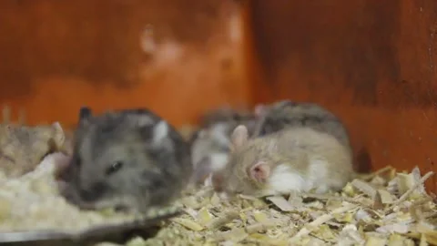 Pet hamsters Stock Footage 272286630