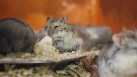 Pet hamsters Stock Footage 272286631