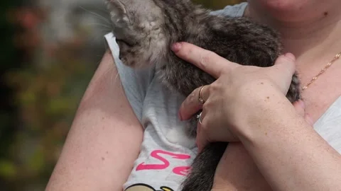 Pet in Hands Stock Footage 297373595