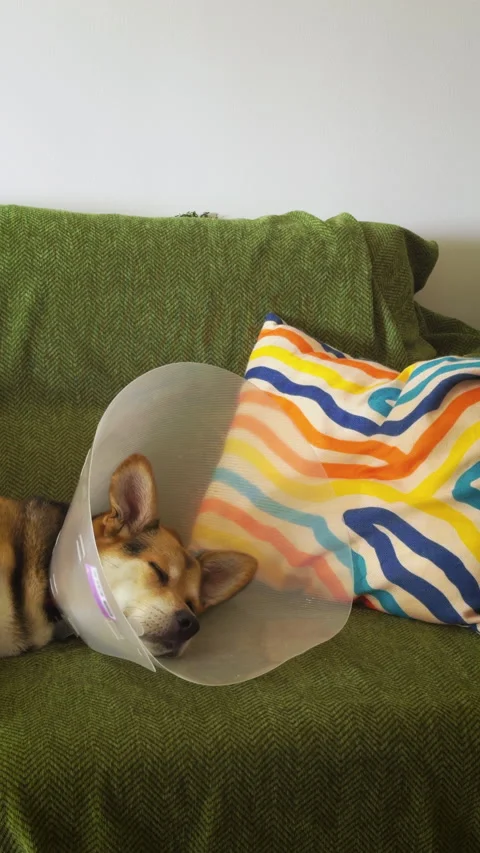 Pet Healing at Home. Stock Footage 320942567