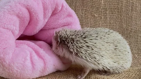 Pet hedgehog going in pink sleeping sack. Stock Footage 170069446